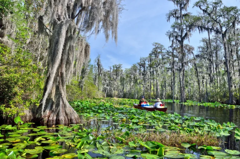 The Migration of Mangroves from Florida to Georgia is Aided by Climate Change