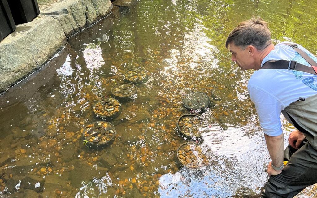 A researcher inspects buckets containing transported freshwater mussels in a clear stream.