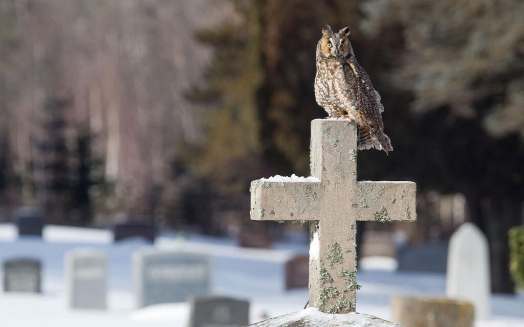 Long-earned Owl perched atop a cross-shaped tombstone in a cemetery blanketed in snow.