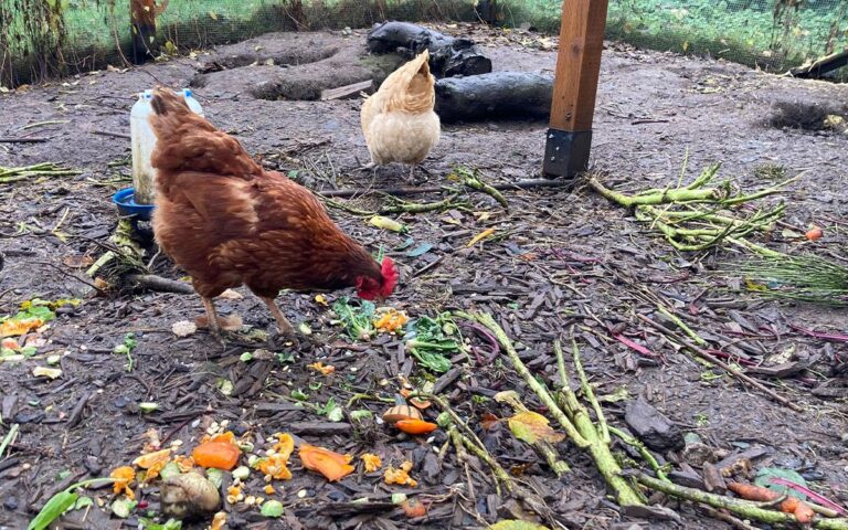 Two chickens enjoying kitchen scraps.