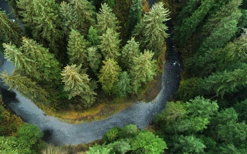 Aerial view of evergreens, vital for cold, clear water flows, and healthy forests.