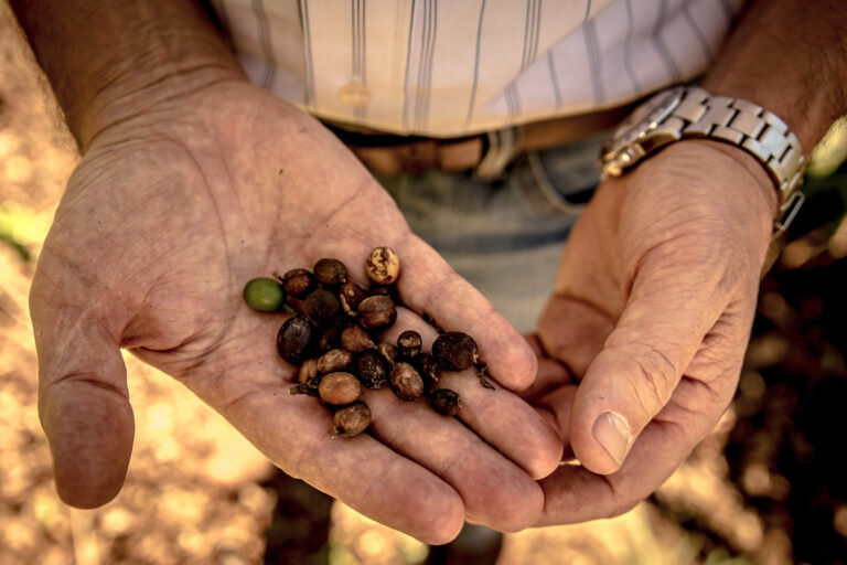 Droughts in Brazil and Vietnam Are Driving up Global Coffee Prices