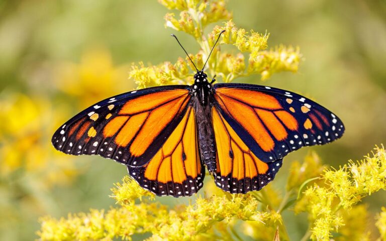 A monarch butterfly rests on a flower, basking in the sun.