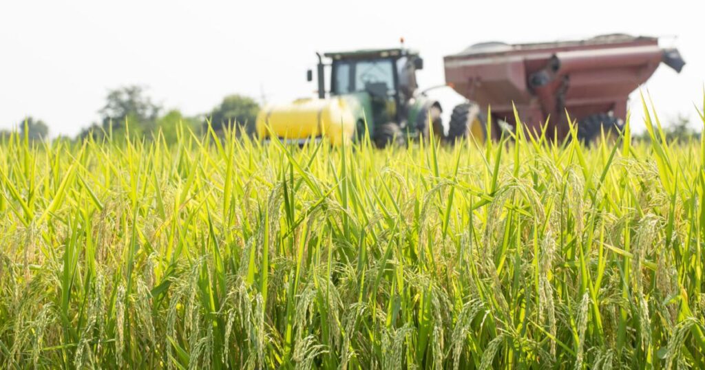 A USAID funding freeze disrupts Louisiana rice exports critical to global food aid, sparking fears of market instability and economic fallout for farmers.