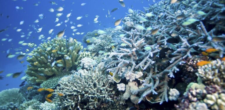 Coral reefs face an uncertain recovery from the 4th global mass bleaching event – can climate refuges help?