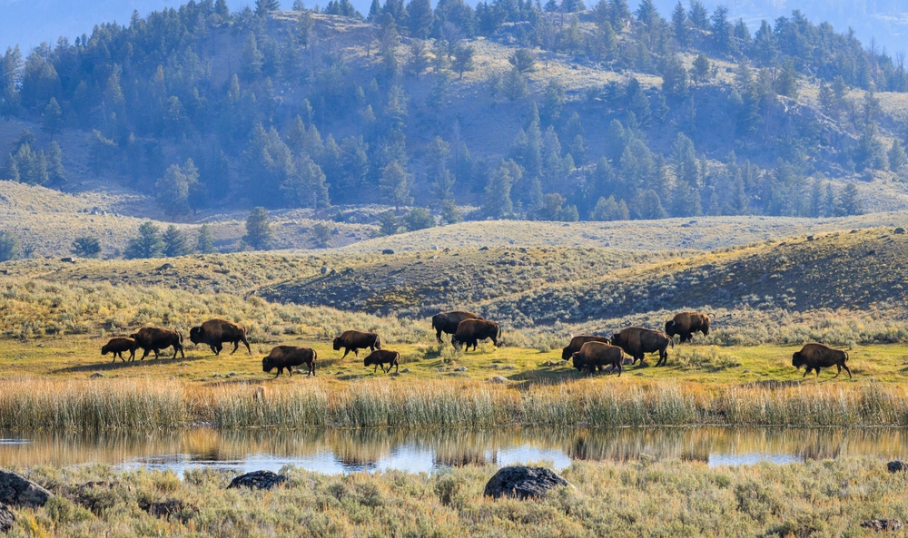 American bison in Yellowstone National Park