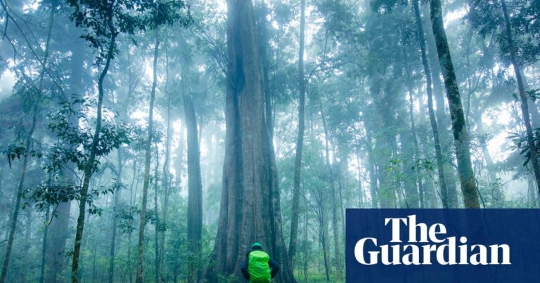 Australian tropical rainforest trees switch in world first from carbon sink to emissions source | Greenhouse gas emissions