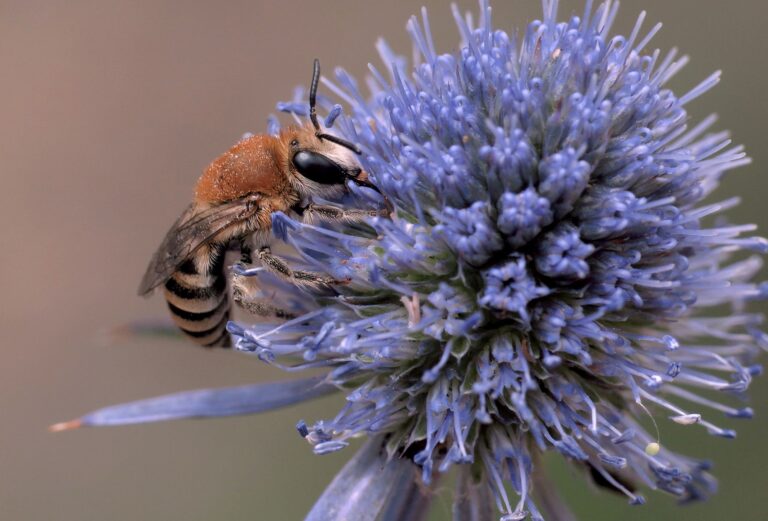 Mounting risks threaten survival of wild European pollinators – IUCN Red List - Press release