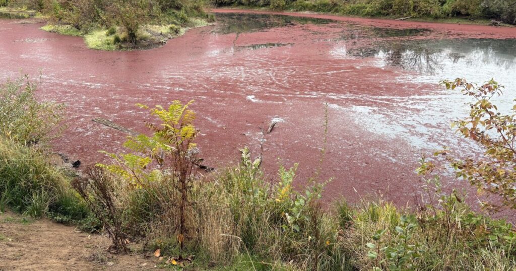 Delta Ponds showing impacts of climate change