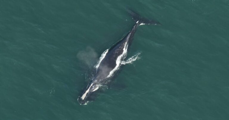 Trump claims ‘wind mills’ kill whales but quietly…