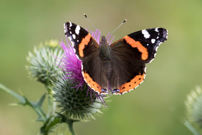 Red admiral butterfly on a thistle in the UK. © Peter Garner/EyeEm/Getty