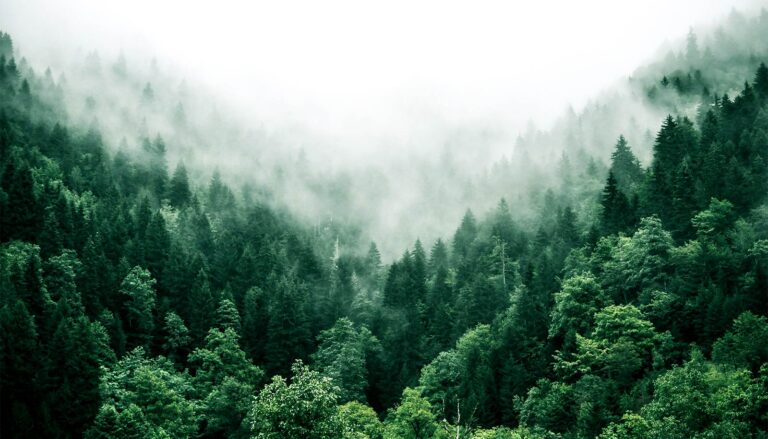 Study flips ideas about forest soils and climate change
