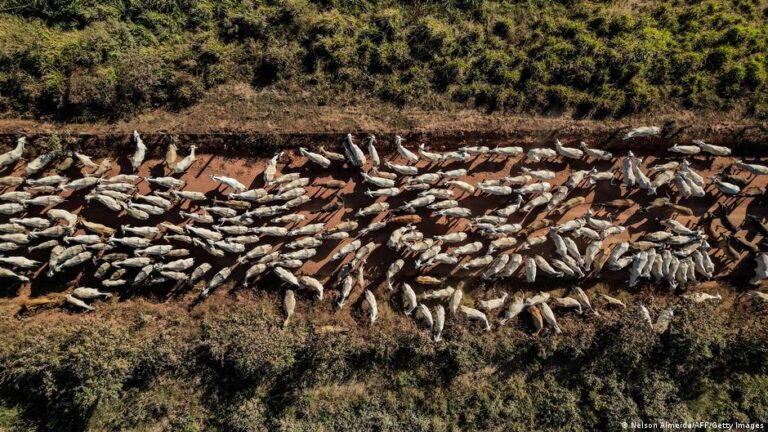 What the EU-Mercosur deal might mean for the environment