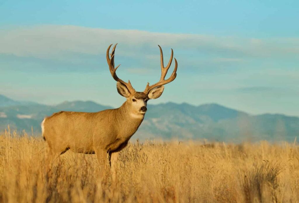 How Climate Change Is Making Hunting Less Predictable Than Ever