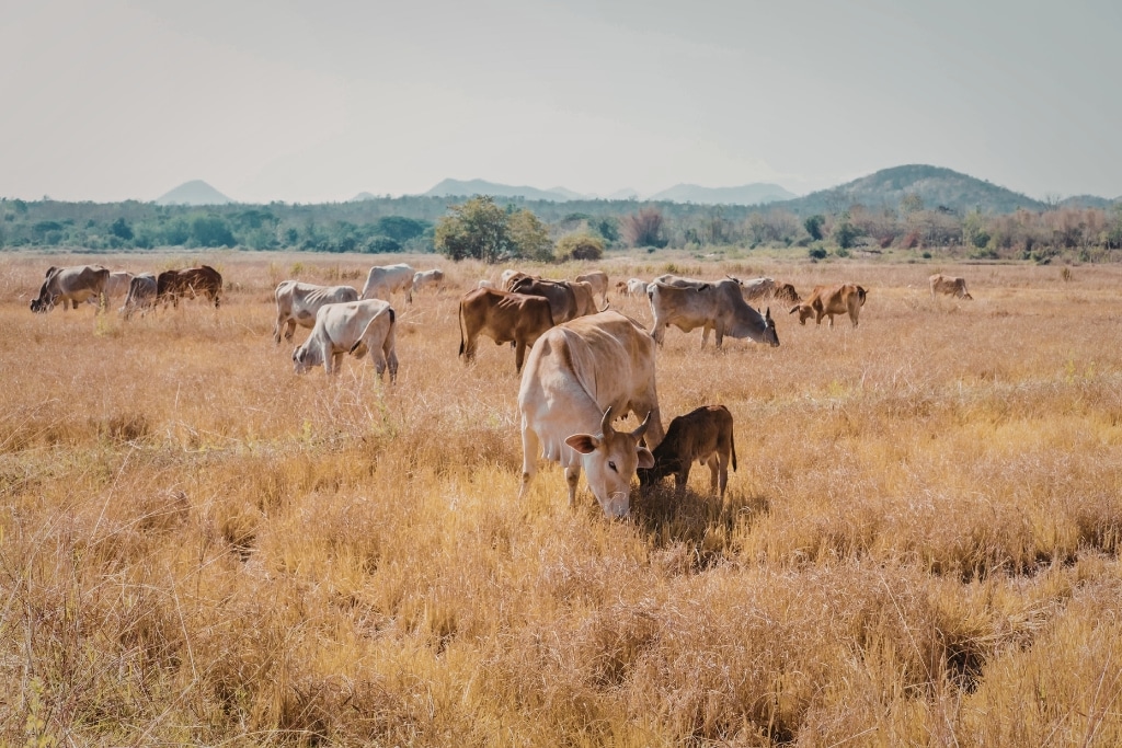 Grasslands Could Shrink by Half As Climate Change Intensifies, Study Warns