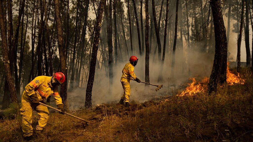 Scientists sound alarm over Europe's forests as 216,000 hectares at risk - even if warming halts
