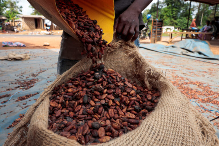 Rotting cocoa and a commodity crash push West African farmers to seek other options