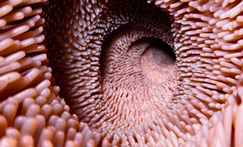 Old Intestines Looked Years Younger After One Microbial Reset