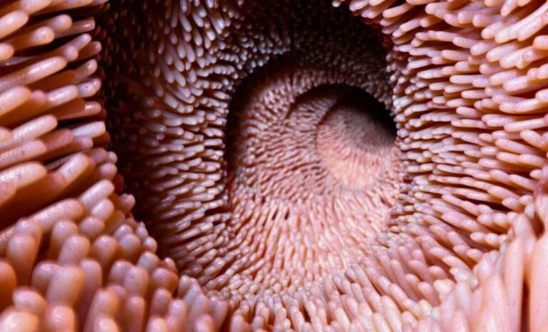Old Intestines Looked Years Younger After One Microbial Reset
