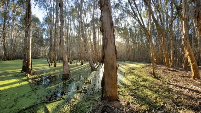 An image of wetlands with trees with peeling bark sitting in water