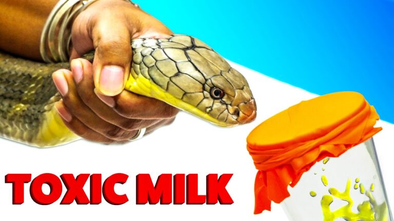 Hand holding a snake near a glass jar with an orange cloth, yellow liquid splashing, and bold red text reading TOXIC MILK.
