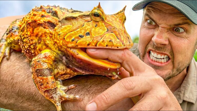 Man in a cap grins while holding a large bright orange-yellow iguana on his forearm