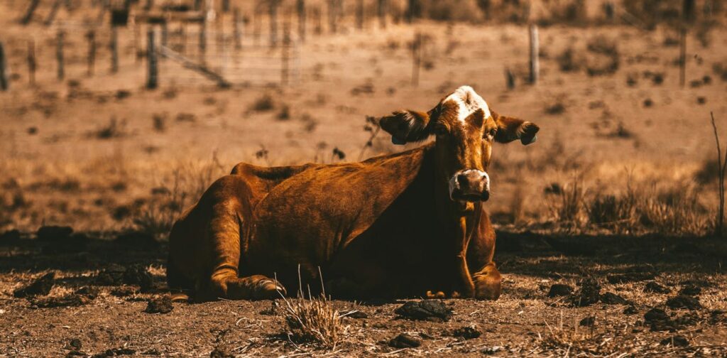 why Australia’s food system is in big trouble