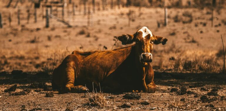 why Australia’s food system is in big trouble