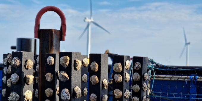 Nature Organisations Join Forces to Scale Up Oyster Reef Development in Offshore Wind