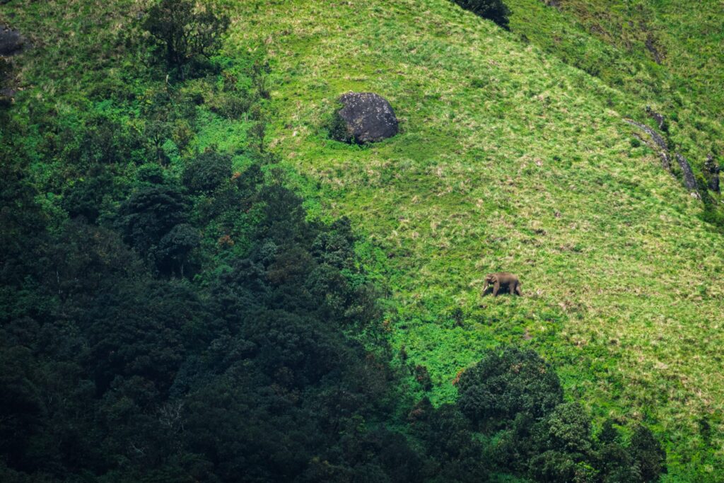 Plugging data gaps in global plant diversity using citizen science