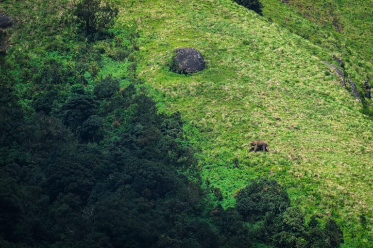 Plugging data gaps in global plant diversity using citizen science