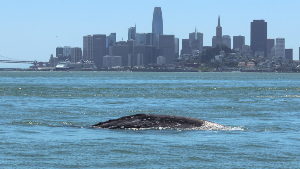 18% of gray whales that enter San Francisco Bay die there, scientists find