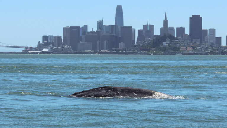 18% of gray whales that enter San Francisco Bay die there, scientists find