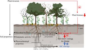 Plant invasions disrupt soil carbon balance in tropical coral islands, new study reveals