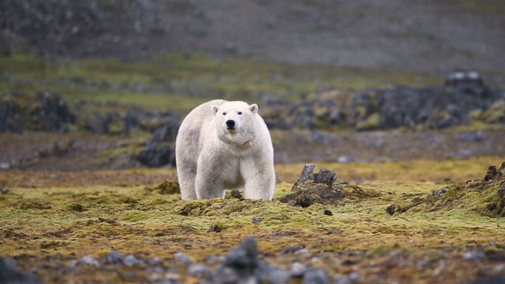A large white bear walks on its four paws across a green and brown tundra landscape