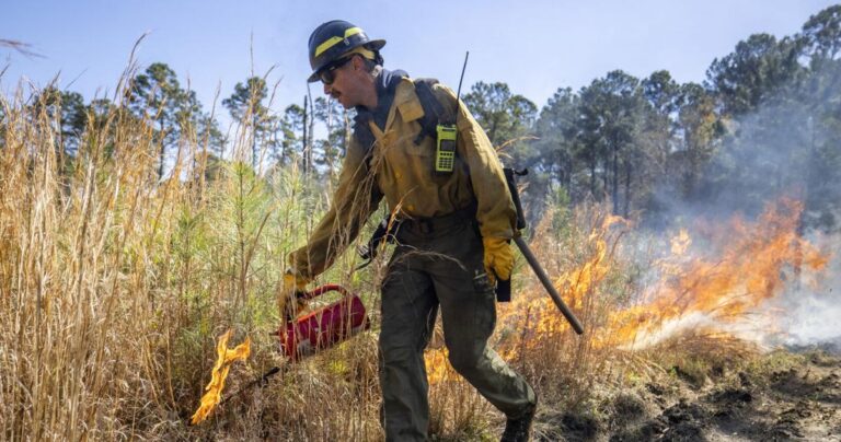 South Carolina’s forests depend on prescribed fire