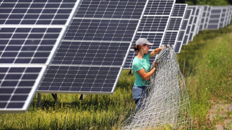 Woman wearing a green shirt and a baseball hat holds wire fencing in front of solar panels