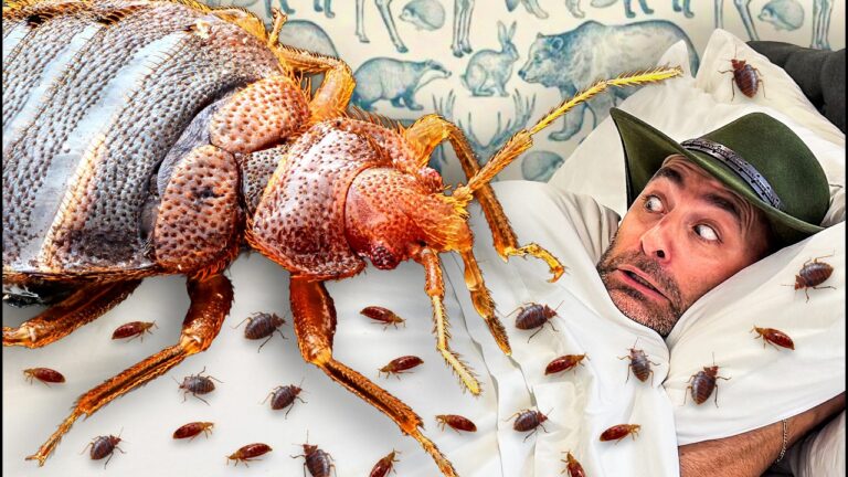 Man in bed startled as a gigantic cockroach looms over him, with numerous small roaches on the sheets around them.