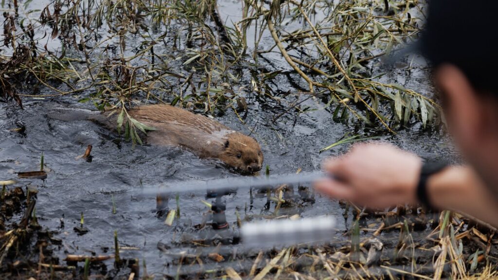 How British beavers help fight flooding from climate change : NPR
