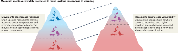 The fate of mountain biodiversity in a warming world