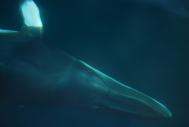 ScotWind Developers Fund Study to Find Out More About Minke Whale Activity