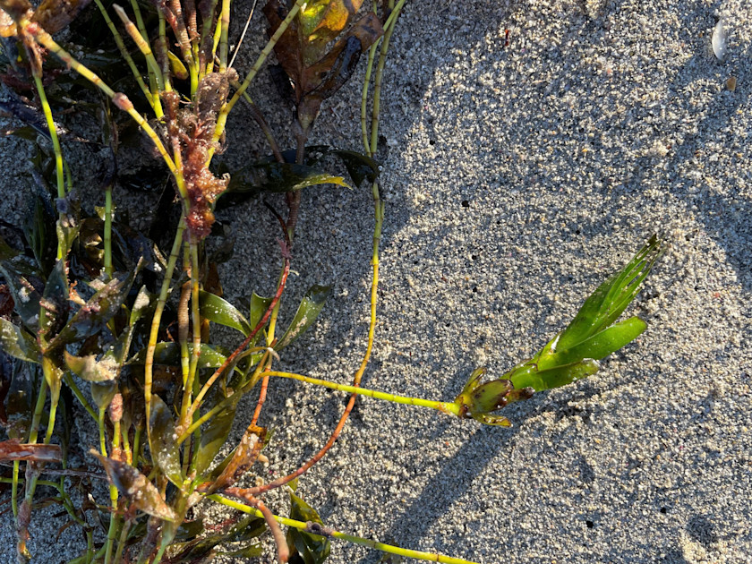 Seagrass found to ‘give birth’ to new genetic individuals rather than clone itself, offering hope for our underwater gardens