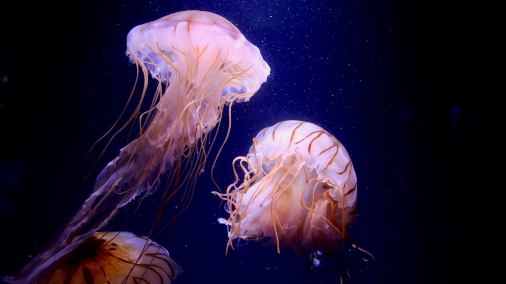 How jellyfish bycatch could be valuable collagen source for cosmetics and biotech