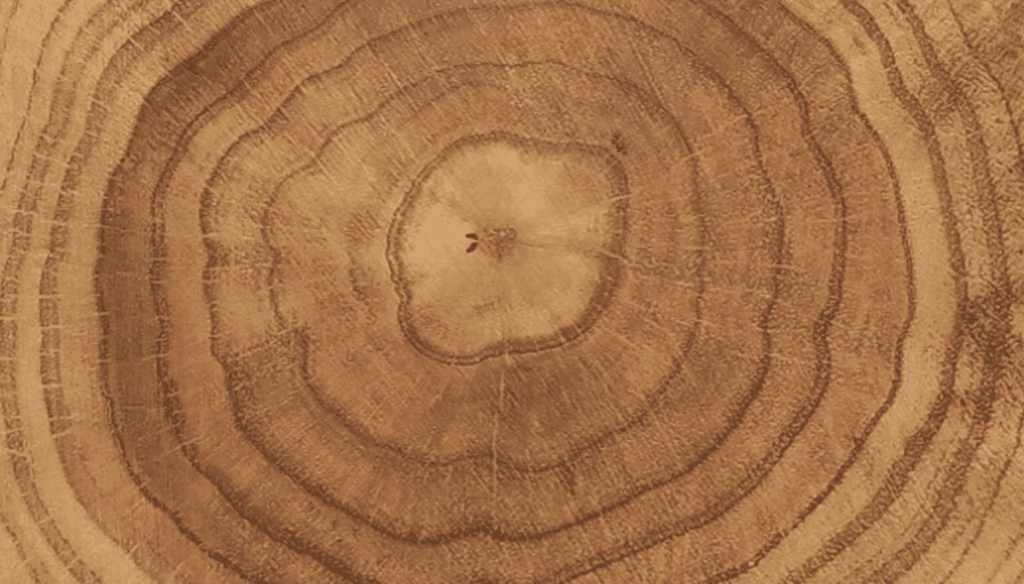 What tree rings reveal about climate change in the Amazon