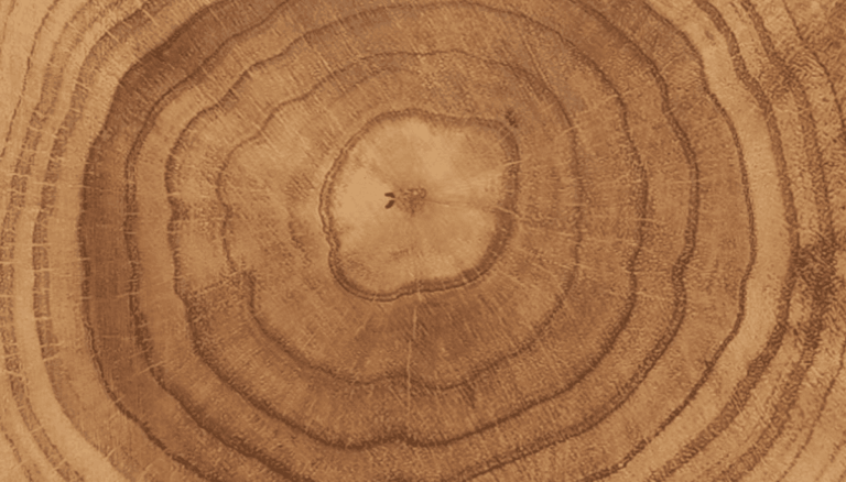 What tree rings reveal about climate change in the Amazon