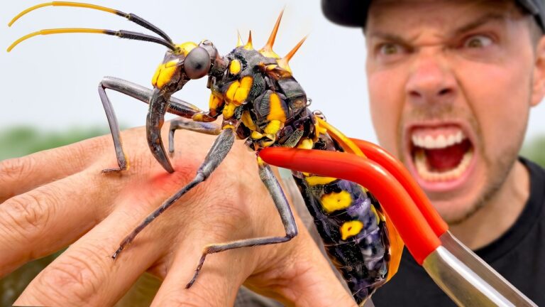 Close-up of a large hornet perched on a person’s finger, while another man screams in the background. A red tool holds the hornet’s body.