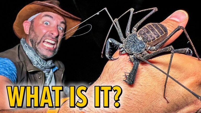 Man in a hat and scarf joyfully holds a large dark spider-like creature on his arm, with 'WHAT IS IT?' text overlay in yellow.