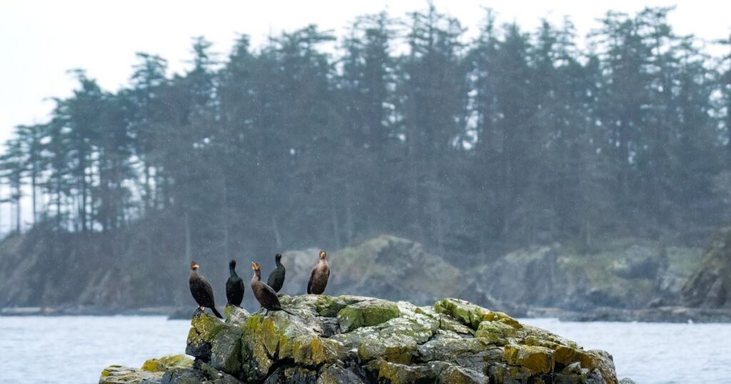 Salish Sea State of the Birds Report