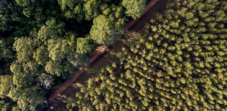 Burning forest ‘waste’ to make cement damages the climate. Let’s pursue cleaner options