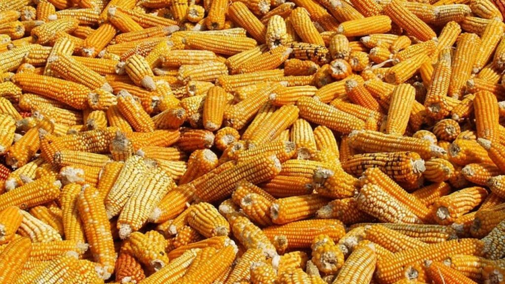 Climate Change May Expand Corn Pest, Threatening Food Security